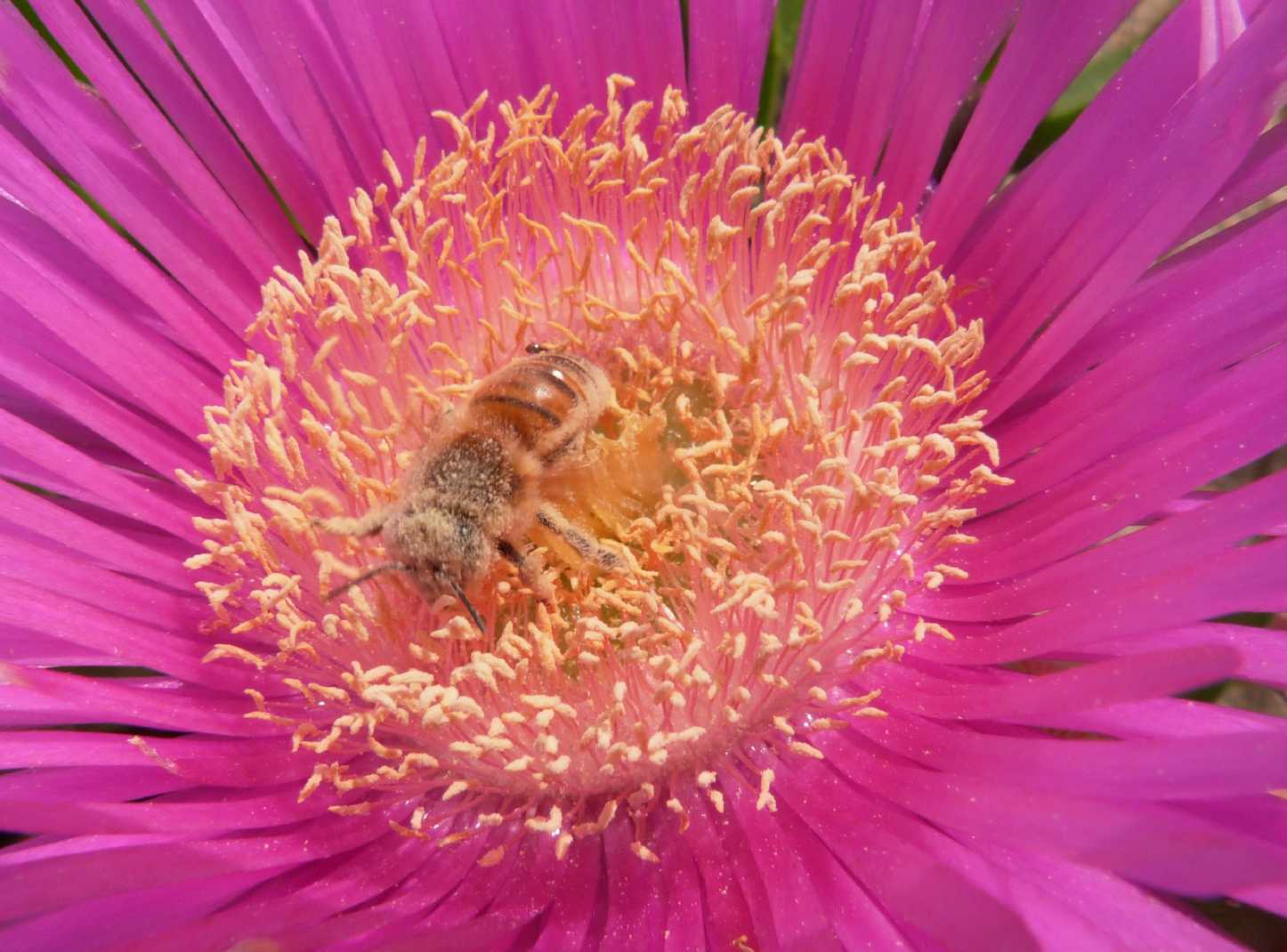 Bagni di polline di Apis mellifera